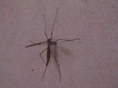 Monastary Resident.jpg